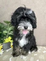 Stormy, a male Miniature Bernedoodle for sale in Springfield, MO – 4 of 10
