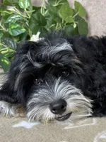 Stormy, a male Miniature Bernedoodle for sale in Springfield, MO – 10 of 10
