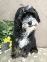 Stormy, a male Miniature Bernedoodle for sale in Springfield, MO – 3 of 10