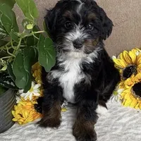 Cadence, a female Miniature Bernedoodle for sale in Springfield, MO – Photo 4 of 10