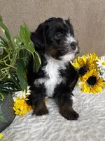 Cadence, a female Miniature Bernedoodle for sale in Springfield, MO – Photo 7 of 9