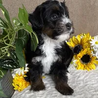 Cadence, a female Miniature Bernedoodle for sale in Springfield, MO – Photo 1 of 10