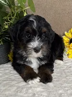Cadence, a female Miniature Bernedoodle for sale in Springfield, MO – Photo 4 of 9