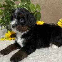 Cadence, a female Miniature Bernedoodle for sale in Springfield, MO – Photo 10 of 10