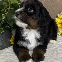 Cadence, a female Miniature Bernedoodle for sale in Springfield, MO – Photo 5 of 10