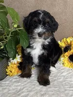 Cadence, a female Miniature Bernedoodle for sale in Springfield, MO – Photo 1 of 9
