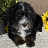 Cadence, a female Miniature Bernedoodle for sale in Springfield, MO – Photo 6 of 10