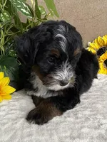 Cadence, a female Miniature Bernedoodle for sale in Springfield, MO – Photo 5 of 9