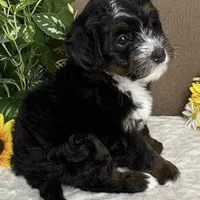Cadence, a female Miniature Bernedoodle for sale in Springfield, MO – Photo 2 of 10