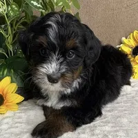 Cadence, a female Miniature Bernedoodle for sale in Springfield, MO – Photo 3 of 10