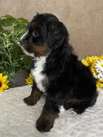 Cadence, a female Miniature Bernedoodle for sale in Springfield, MO – Photo 8 of 9
