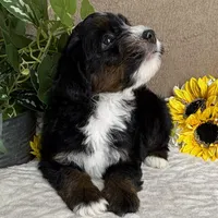 Cadence, a female Miniature Bernedoodle for sale in Springfield, MO – Photo 8 of 10