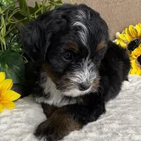 Cadence, a female Miniature Bernedoodle for sale in Springfield, MO – Photo 7 of 10