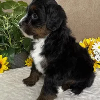 Cadence, a female Miniature Bernedoodle for sale in Springfield, MO – Photo 9 of 10