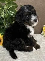 Cadence, a female Miniature Bernedoodle for sale in Springfield, MO – Photo 2 of 9
