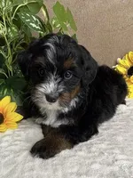 Cadence, a female Miniature Bernedoodle for sale in Springfield, MO – Photo 3 of 9