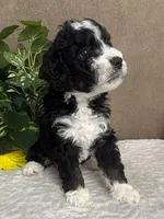 Chrystal, a female Miniature Bernedoodle for sale in Springfield, MO – Photo 4 of 10