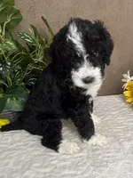 Chrystal, a female Miniature Bernedoodle for sale in Springfield, MO – Photo 2 of 10