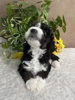 Chrystal, a female Miniature Bernedoodle for sale in Springfield, MO – Photo 9 of 10