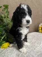 Chrystal, a female Miniature Bernedoodle for sale in Springfield, MO – Photo 6 of 10