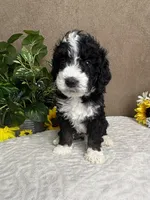 Chrystal, a female Miniature Bernedoodle for sale in Springfield, MO – Photo 8 of 10