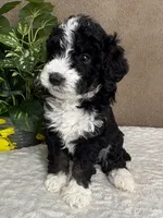 Chrystal, a female Miniature Bernedoodle for sale in Springfield, MO – Photo 1 of 10