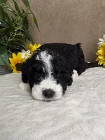 Chrystal, a female Miniature Bernedoodle for sale in Springfield, MO – Photo 10 of 10
