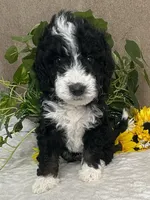 Chrystal, a female Miniature Bernedoodle for sale in Springfield, MO – Photo 5 of 10