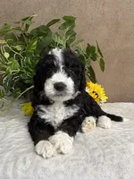 Chrystal, a female Miniature Bernedoodle for sale in Springfield, MO – Photo 7 of 10
