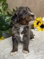 Espresso , a male Miniature Bernedoodle for sale in Springfield, MO – Photo 9 of 10