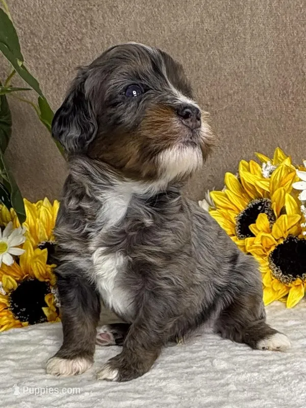 Espresso  – Miniature Bernedoodle puppy for sale in Springfield, MO