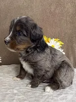 Espresso , a male Miniature Bernedoodle for sale in Springfield, MO – Photo 2 of 10