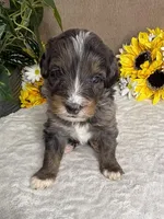 Espresso , a male Miniature Bernedoodle for sale in Springfield, MO – Photo 8 of 10