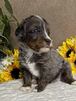 Espresso , a male Miniature Bernedoodle for sale in Springfield, MO – Photo 3 of 10