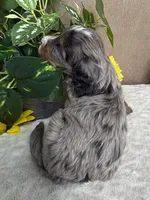 Espresso , a male Miniature Bernedoodle for sale in Springfield, MO – Photo 6 of 10