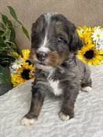 Espresso , a male Miniature Bernedoodle for sale in Springfield, MO – Photo 5 of 10