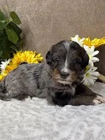 Espresso , a male Miniature Bernedoodle for sale in Springfield, MO – Photo 7 of 10