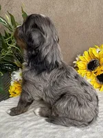 Espresso , a male Miniature Bernedoodle for sale in Springfield, MO – Photo 10 of 10