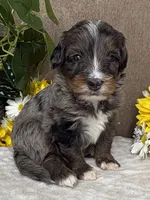 Espresso , a male Miniature Bernedoodle for sale in Springfield, MO – Photo 4 of 10