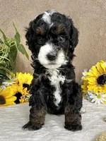 Icycle, a female Miniature Bernedoodle for sale in Springfield, MO – Photo 7 of 9