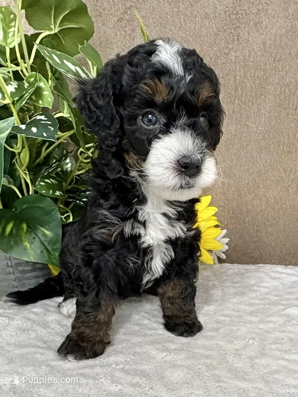 Icycle – Miniature Bernedoodle puppy for sale in Springfield, MO