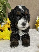Icycle, a female Miniature Bernedoodle for sale in Springfield, MO – Photo 5 of 9
