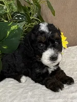 Icycle, a female Miniature Bernedoodle for sale in Springfield, MO – Photo 4 of 9
