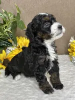 Icycle, a female Miniature Bernedoodle for sale in Springfield, MO – Photo 3 of 9