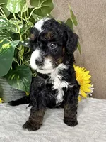 Icycle, a female Miniature Bernedoodle for sale in Springfield, MO – Photo 8 of 9