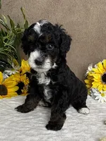 Icycle, a female Miniature Bernedoodle for sale in Springfield, MO – Photo 2 of 9