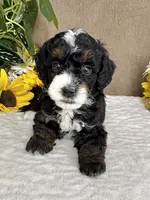 Icycle, a female Miniature Bernedoodle for sale in Springfield, MO – Photo 6 of 9