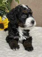 Icycle, a female Miniature Bernedoodle for sale in Springfield, MO – Photo 9 of 9