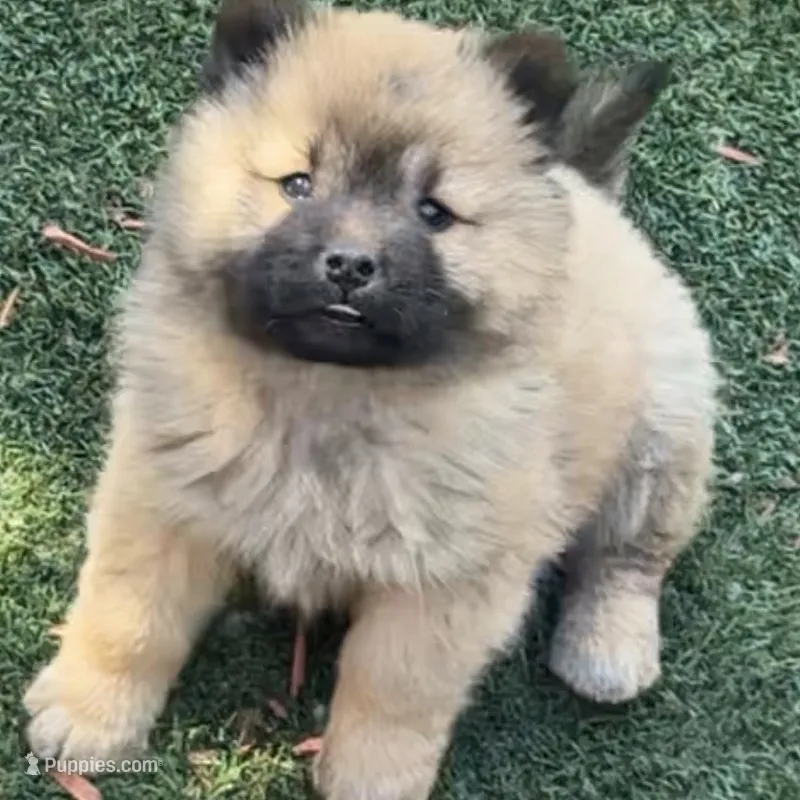 Sunshine – Chow Chow puppy for sale in Fort Morgan, CO