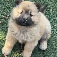 Sunshine, a female Chow Chow for sale in Fort Morgan, CO – 1 of 1